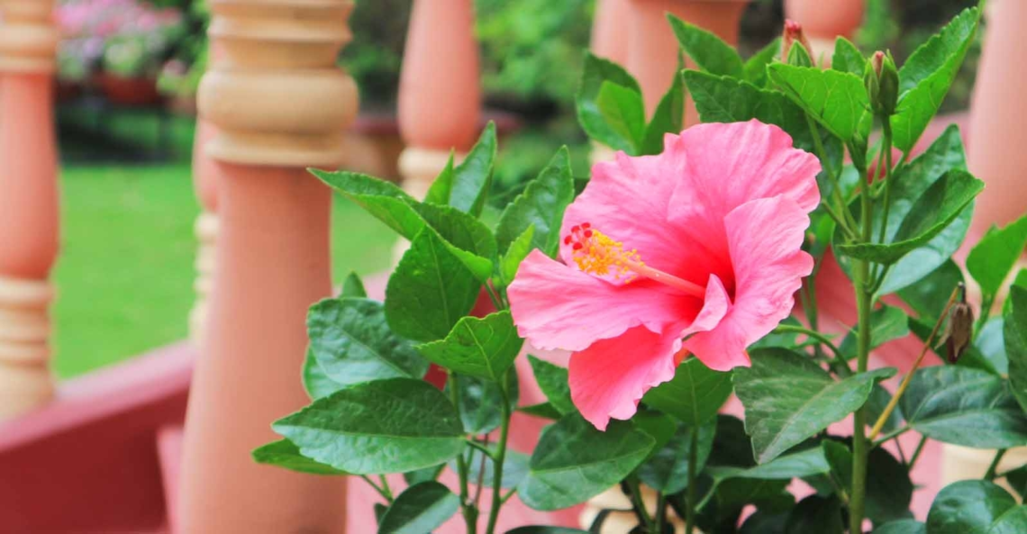 ।। একটি গাছের কথা ।। ।। একটি গাছের কথা ।।