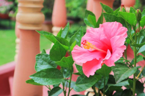 ।। একটি গাছের কথা ।।