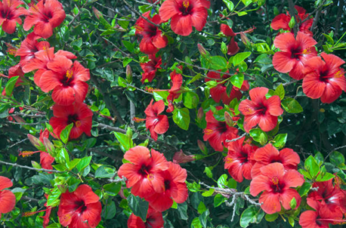 || সাদা জবা ||
