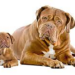 International Dogs Day International Dogs Day